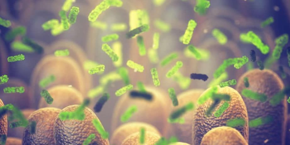gut-microbes